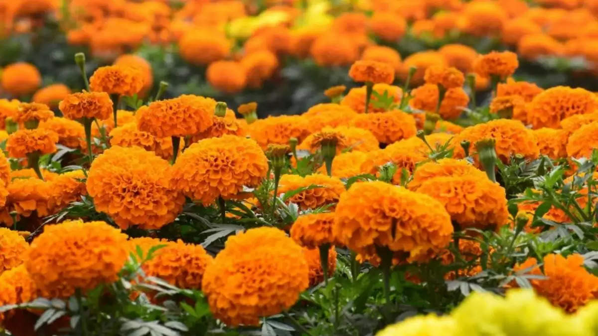 Marigold Flower: आखिर गेंदे के फूलों को धार्मिक अनुष्ठानों और पूजा पाठ मे क्यों माना जाता है शुभ?