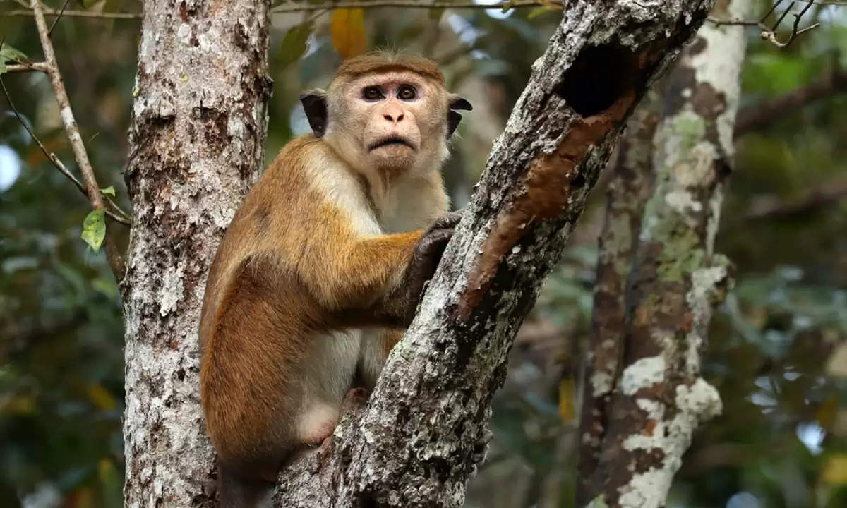Sri Lanka-China को बेचने जा रहा एक लाख बंदर, जानिए क्या है इसके पीछे का कारण?