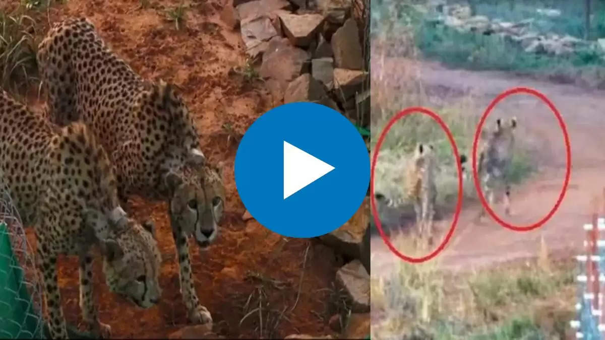 Kuno National Park मे छोड़े गए चीतों का नया Video आया सामने, किया शिकार