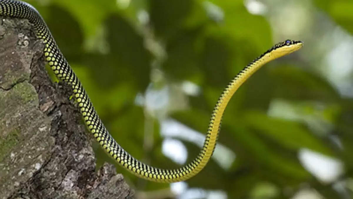 Snakes Interesting Fact: ये साँप हवा मे उड़ सकता है, इन्सानो को देखकर घबरा जाता है!