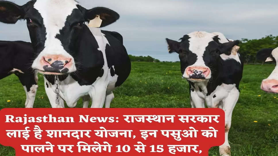 Rajasthan News: राजस्थान सरकार लाई है शानदार योजना, इन पसुओ को पालने पर मिलेगे 10 से 15 हजार,