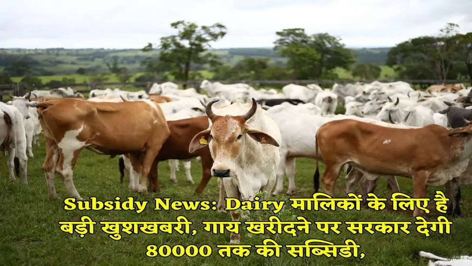 Subsidy News: Dairy मालिकों के लिए है बड़ी खुशखबरी, गाय खरीदने पर सरकार देगी 80000 तक की सब्सिडी,